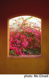 Mexican Window full of Bougainvillea