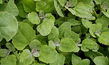 Quelites, or lambs quarters, a wild vegetable common around San Miguel de Allende